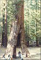 Amerika2000-241_Yosemite NP_Sequoia bomen
