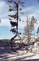 Amerika2000-400_Yellowstone NP Tree