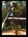 1979 Amerika-201 Miami Florida Parrot Jungle