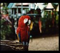 1979 Amerika-209 Miami Florida Parrot Jungle