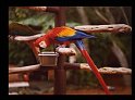 1979 Amerika-214 Miami Florida Parrot Jungle