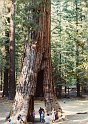 1980 Amerika-281 Yosemite Sequoia