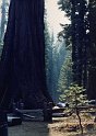 1980 Amerika-289 Yosemite Sequoia