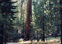 1980 Amerika-293 Yosemite Sequoia